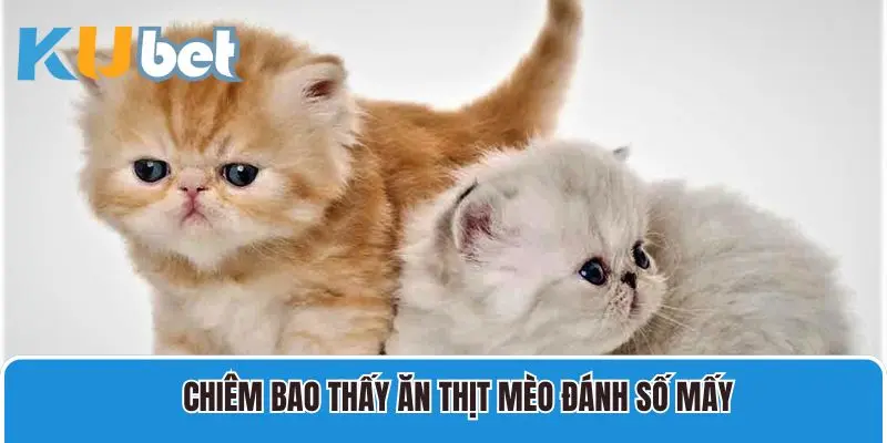 Chiêm bao thấy ăn thịt mèo đánh số mấy