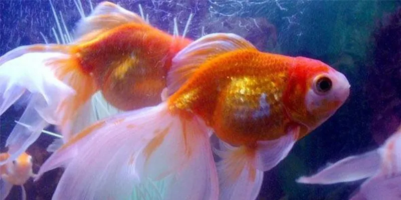 Khám phá ý nghĩa tâm linh của giấc mơ cá