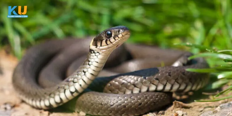 Gợi ý con số may mắn liên quan đến giấc mơ thấy rắn